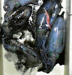 沖一文字北でエギング！アオリイカにコウイカ