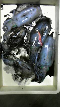 沖一文字北でエギング！アオリイカにコウイカ…