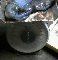 沖一文字北でエギング！アオリイカにコウイカ