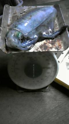 沖一文字北でエギング！アオリイカにコウイカ