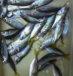 渡船を使ってのサビキ釣り、早朝は入れ食いでした！