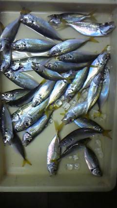 渡船を使ってのサビキ釣り、早朝は入れ食いでした！