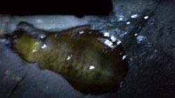 新浜漁港でエギング、１投目でドラグが走る気持ち良いアタリ