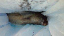 新浜漁港でエギング、１投目でドラグが走る気持ち良いアタリ