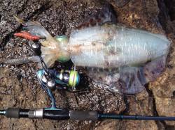 蒲入で朝から昼までエギング釣行