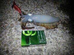 アジュール舞子～西舞子　エギングでのアオリイカ釣果