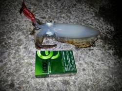 アジュール舞子～西舞子　エギングでのアオリ…