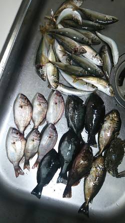 田尻漁港、娘さんとアジ狙いで行ってきました…