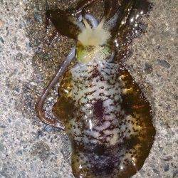 伊根　強風で外海を諦め湾内のエギングでアオリ狙い