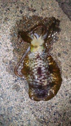 伊根　強風で外海を諦め湾内のエギングでアオリ狙い