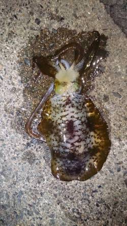 伊根　強風で外海を諦め湾内のエギングでアオ…