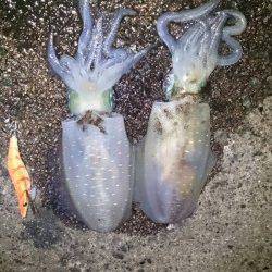 伊根　強風で外海を諦め湾内のエギングでアオリ狙い