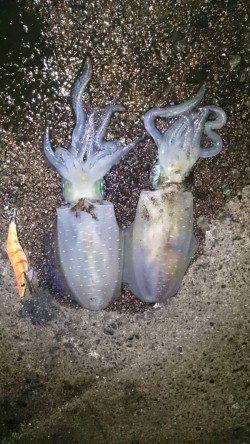 伊根　強風で外海を諦め湾内のエギングでアオリ狙い