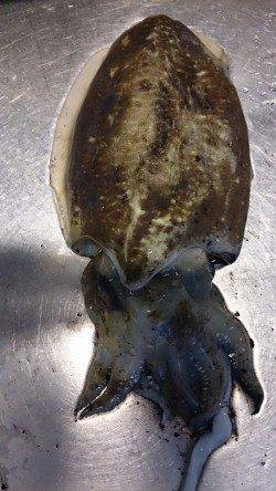 岩屋でエギング、渋い中なんとか2杯ＧＥＴ！