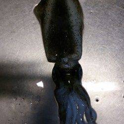 岩屋でエギング、渋い中なんとか2杯ＧＥＴ！