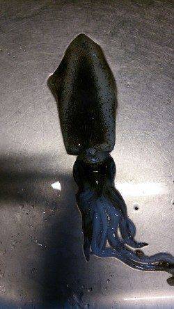 岩屋でエギング、渋い中なんとか2杯ＧＥＴ！