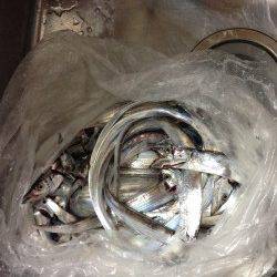 大阪南港、ワインド・プラグ　二人で40匹！！