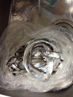 大阪南港、ワインド・プラグ　二人で40匹！！