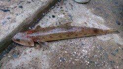 エギング&ショアジギングでの青島釣行