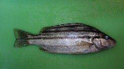 人生初のシマイサキ！葛野浜での投げ釣り釣果