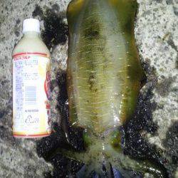 新井崎　エギングでアオリイカ狙いで今期最大キロアップ！