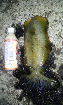 新井崎　エギングでアオリイカ狙いで今期最大キロアップ！