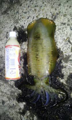 新井崎　エギングでアオリイカ狙いで今期最大…