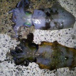 新井崎　エギングでアオリイカ狙いで今期最大キロアップ！