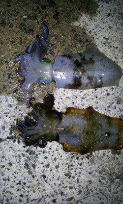 新井崎　エギングでアオリイカ狙いで今期最大キロアップ！