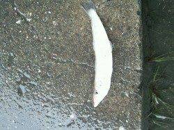 明石港で投げ釣り&ウキ釣り、投げの反応はイマイチでした…