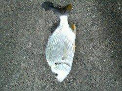 明石港で投げ釣り&ウキ釣り、投げの反応はイマイチでした…