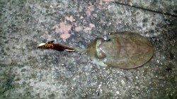 アジュールでデカイアオリ！ コウイカもゲット！