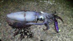 アジュールでデカイアオリ！ コウイカもゲット！