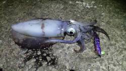 アジュールでデカイアオリ！ コウイカもゲッ…