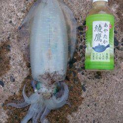 新井崎　日中のエギングでアオリイカ☆