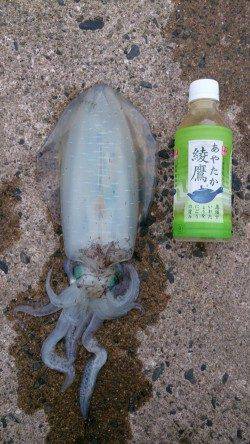 新井崎　日中のエギングでアオリイカ☆