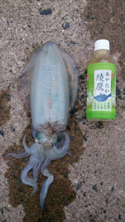 新井崎　日中のエギングでアオリイカ☆