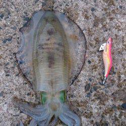 新井崎　日中のエギングでアオリイカ☆