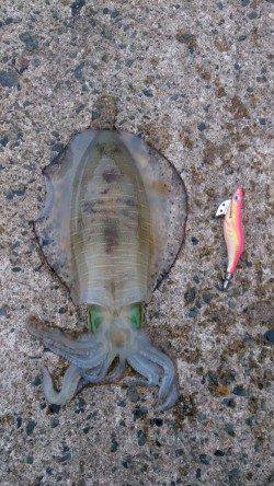 新井崎　日中のエギングでアオリイカ☆