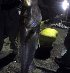 大阪南港　アジングでアジ＆のませでシーバス