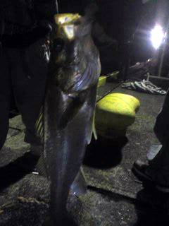 大阪南港　アジングでアジ＆のませでシーバス