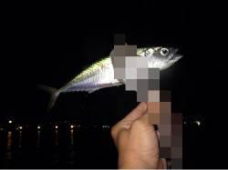 大阪南港　アジングでのアジは上向き