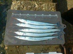 淡路、鳥取で投げ釣り、釣れれば良いサイズがでました