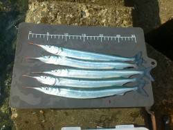 淡路、鳥取で投げ釣り、釣れれば良いサイズが…