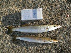 大阪南港海釣り公園、サビキでアイゴが良く釣れています♪