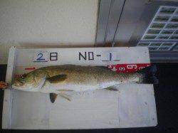 姫路市立遊漁センターで立派なスズキ、エサは活アジ