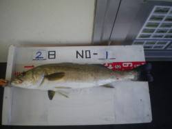 姫路市立遊漁センターで立派なスズキ、エサは…