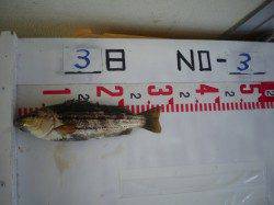 姫路遊魚センター　シマイサギの釣果