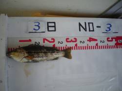 姫路遊魚センター　シマイサギの釣果