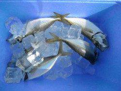 南港海釣り公園、午前中にタチウオ確認、サビキでアジの釣果